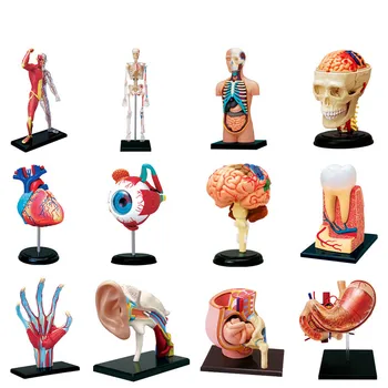 4D модель ткани человеческого тела - сборка мышечного и нервного скелета, Биологическое учебное оборудование, набор пластиковых моделей, Диорама